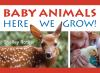 Baby_animals_here_we_grow_